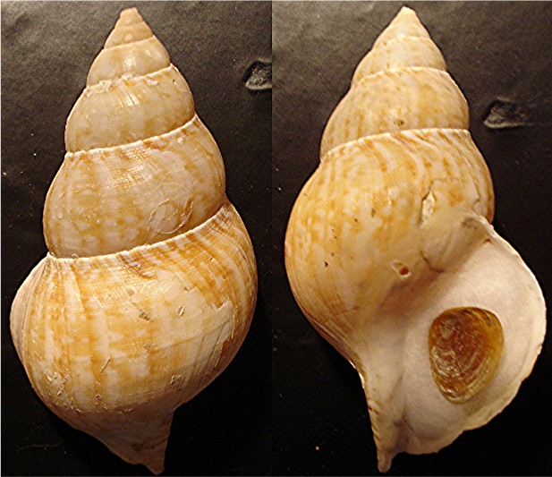 Buccinum humphresyanum